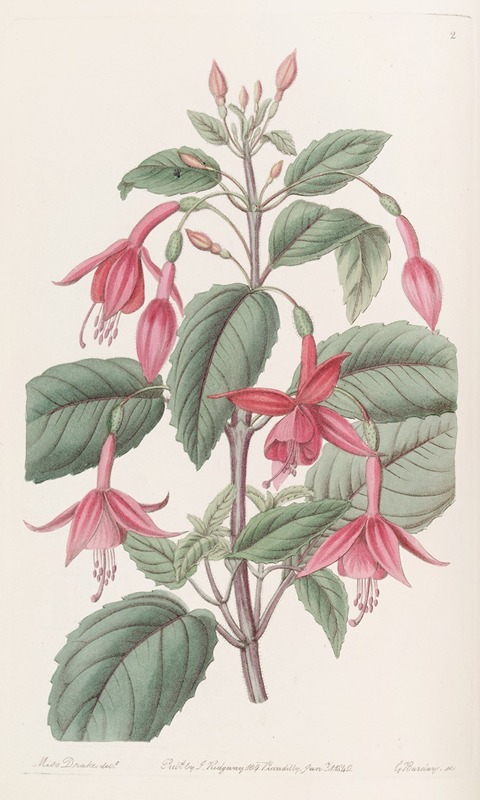 Sydenham Edwards - Standish’s Fuchsia