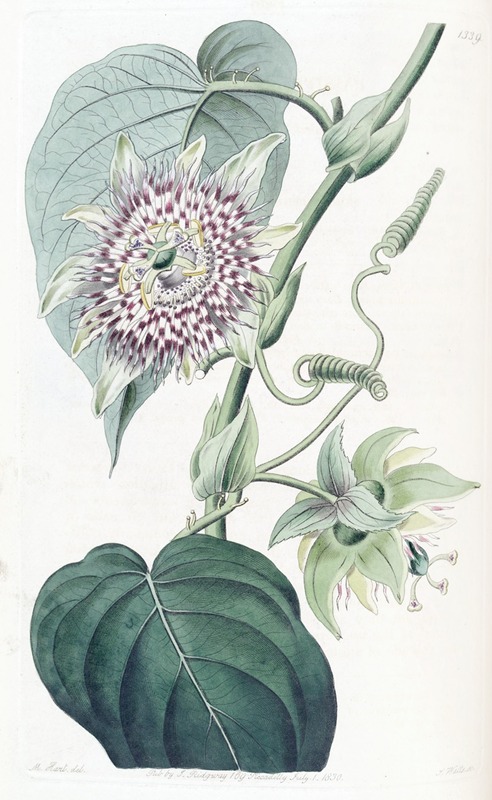 Sydenham Edwards - Strapped Passion-flower