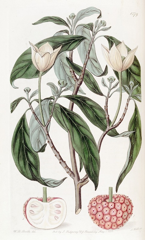 Sydenham Edwards - Strawberry-fruited Benthamia