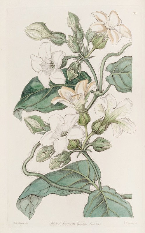 Sydenham Edwards - Strong-scented Schubertia