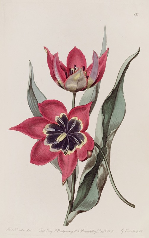 Sydenham Edwards - Strong-smelling Tulip