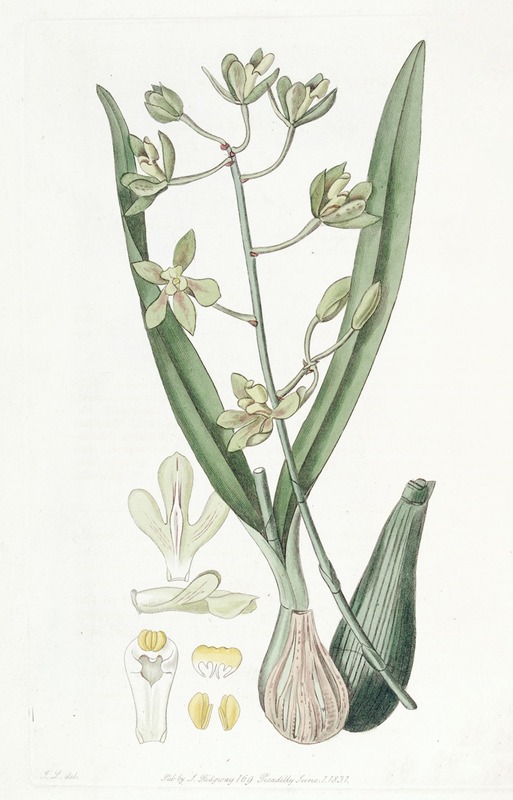Sydenham Edwards - Sweet-scented Epidendrum