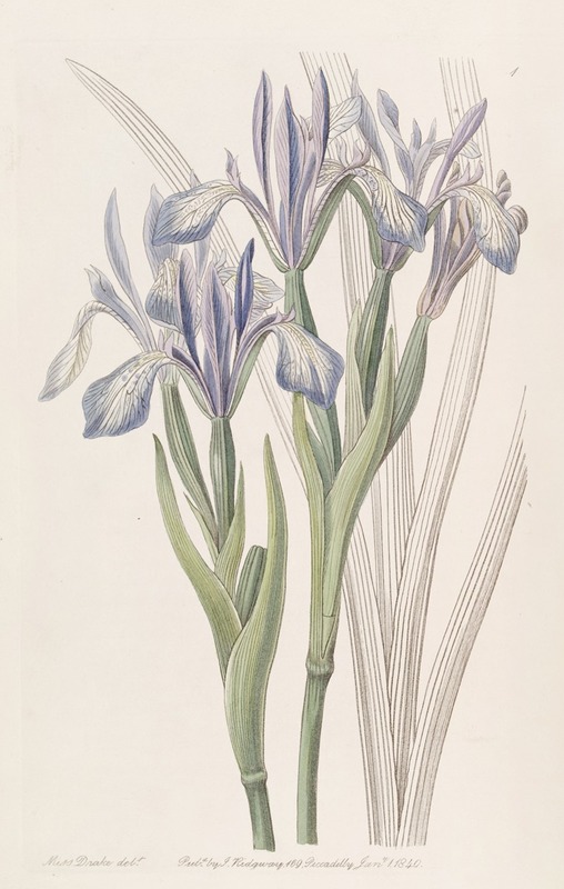 Sydenham Edwards - Sweet-scented Iris