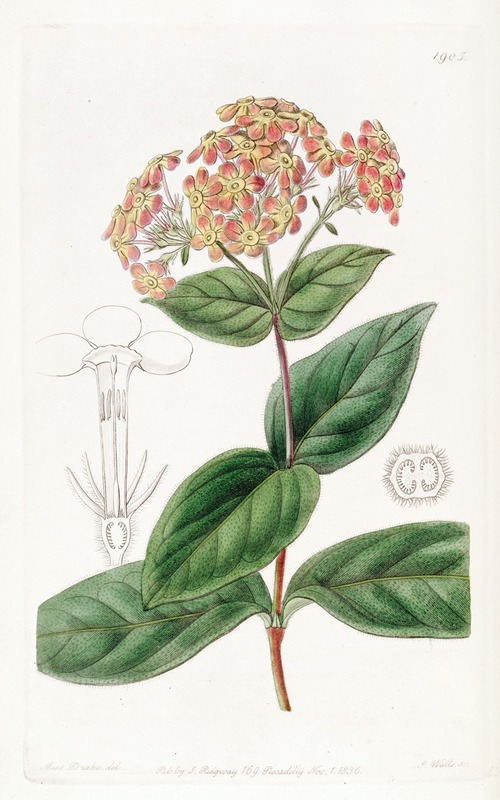 Sydenham Edwards - Sweet-scented Rondeletia