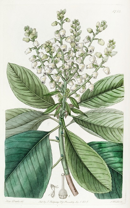 Sydenham Edwards - Tall Arbutus, or Strawberry Tree