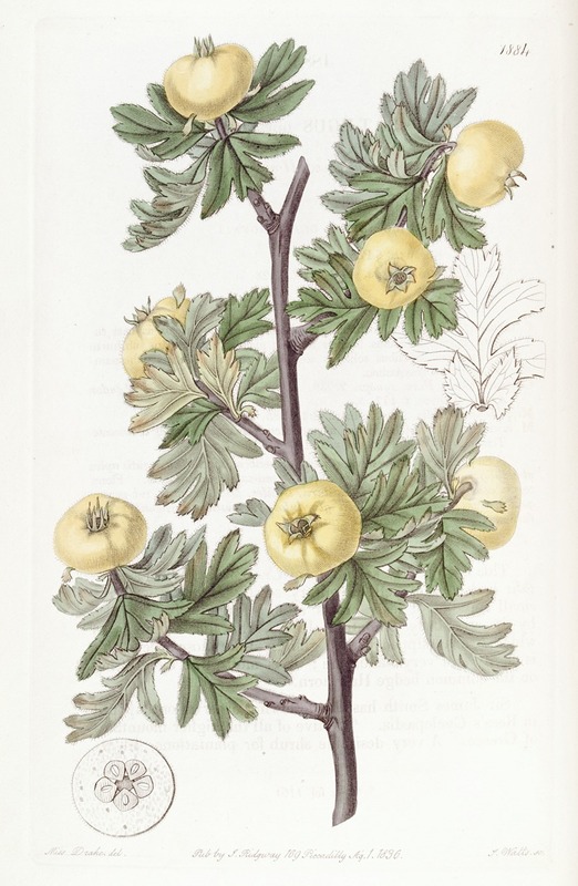 Sydenham Edwards - Tansy-leaved Hawthorn