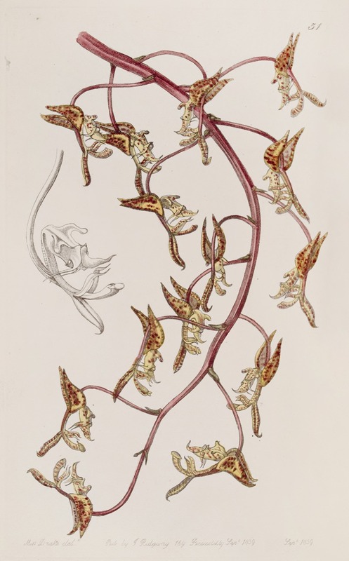 Sydenham Edwards - Tawny-flowered Gongora