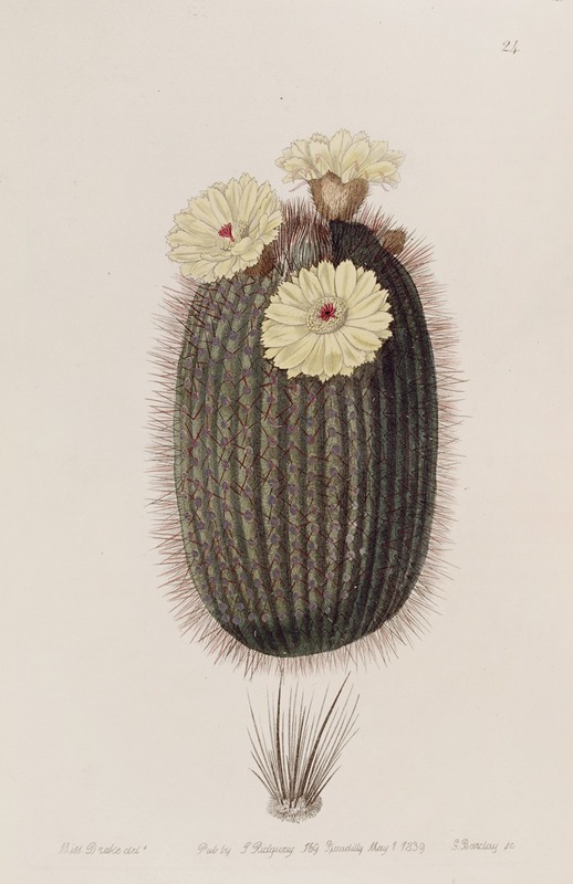 Sydenham Edwards - The Broom Cactus