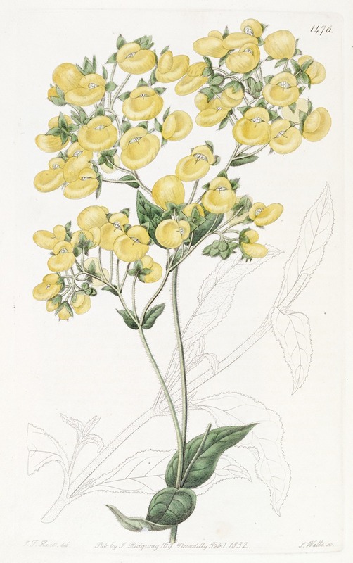 Sydenham Edwards - The Chiloe Slipper-flower