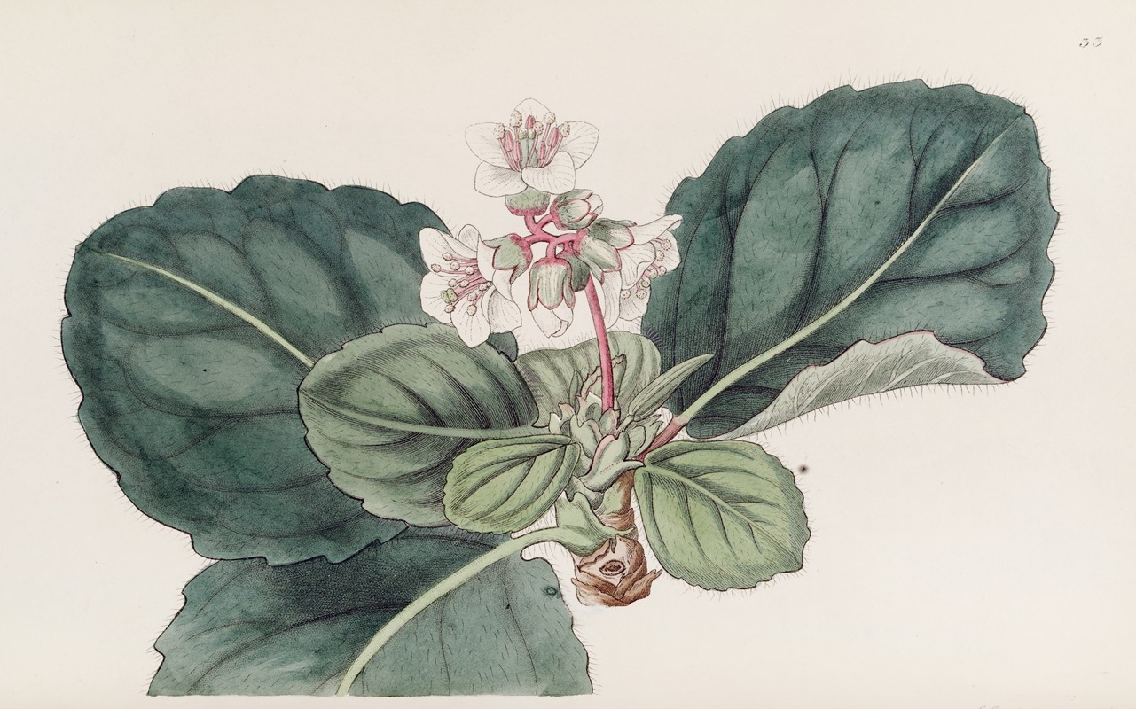 Sydenham Edwards - The coarse-fringed Indian Saxifrage
