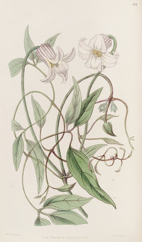Sydenham Edwards - The crisp-flowered Clematis