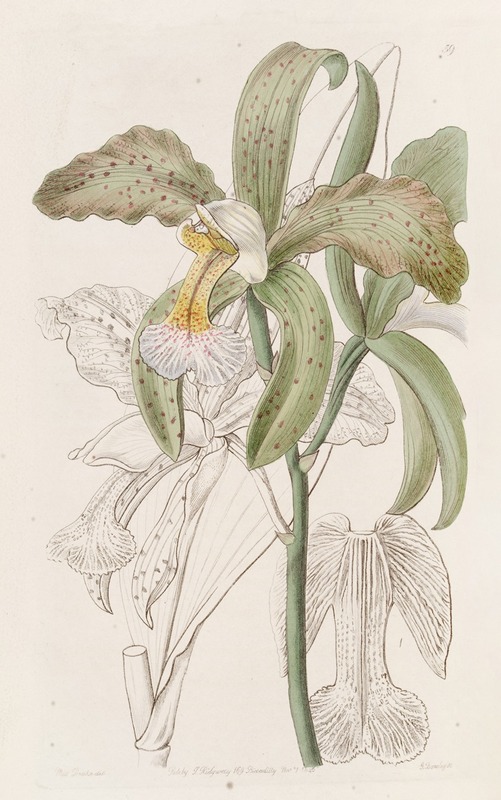 Sydenham Edwards - The Duke of Bedford’s Rough-lipped Cattleya