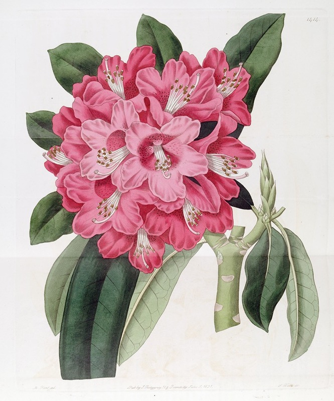Sydenham Edwards - The Highclere Rhododendron