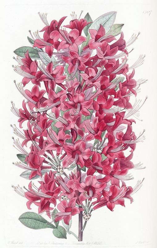 Sydenham Edwards - The Highclere Scarlet Azalea