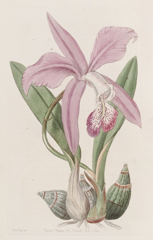 Sydenham Edwards - The May-flower Laelia