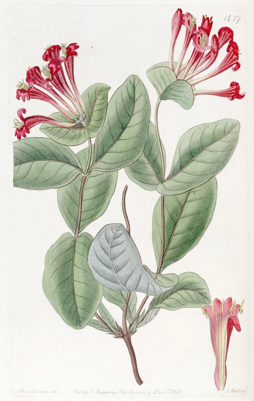 Sydenham Edwards - The North-west Honeysuckle