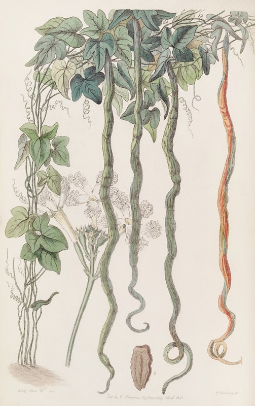 Sydenham Edwards - The Serpent Cucumber, or Hairblossom