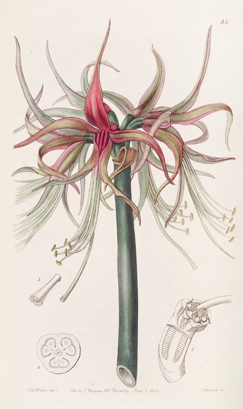 Sydenham Edwards - The Tumbler Sprekelia – Shorter-flowered variety