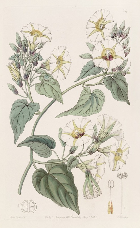 Sydenham Edwards - The White-cluster Ipomaea