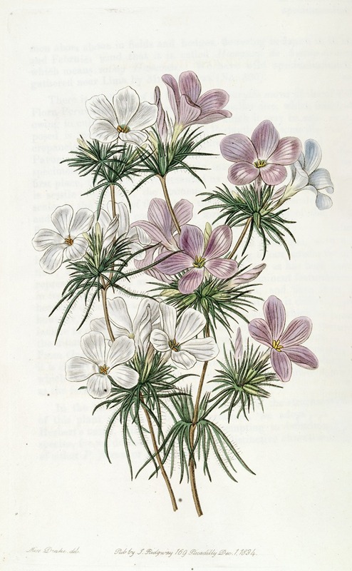 Sydenham Edwards - Thick-flowered Slender-tube