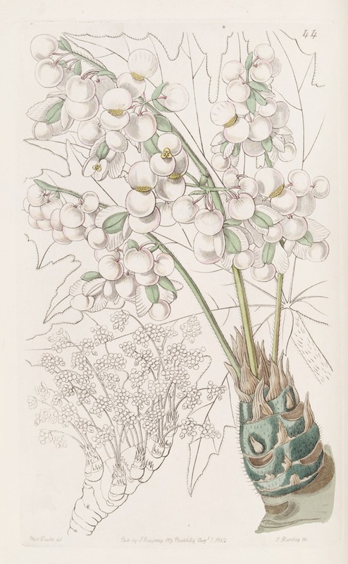 Sydenham Edwards - Thick-stemmed Begonia
