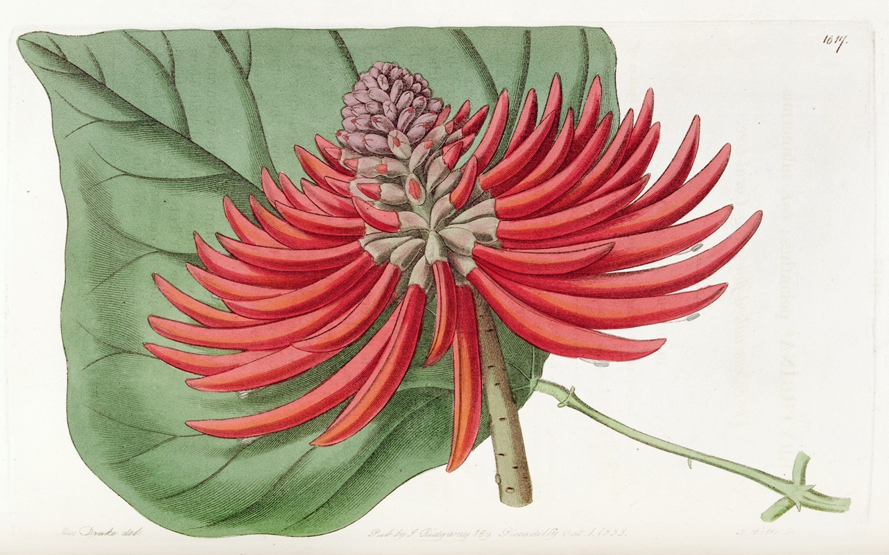Sydenham Edwards - Thornless naked-flowering Coral-tree