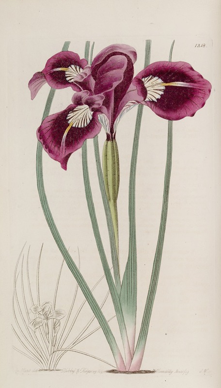 Sydenham Edwards - Though-threaded iris