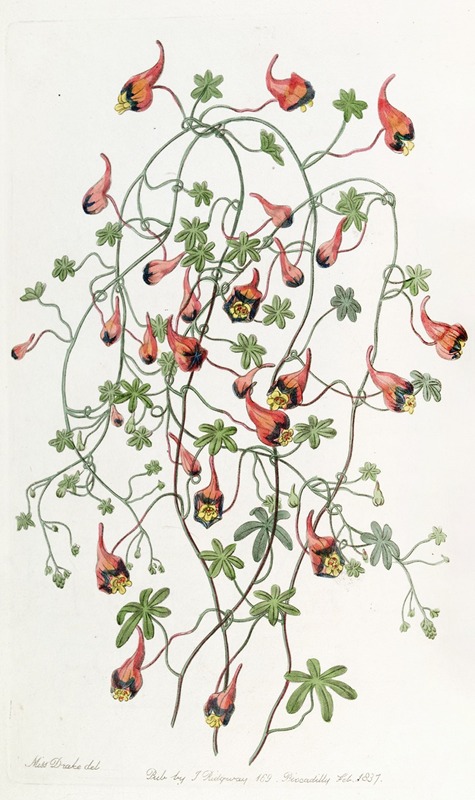 Sydenham Edwards - Three-coloured Tropaeolum