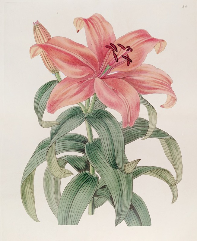 Sydenham Edwards - Thunberg’s Orange Lily