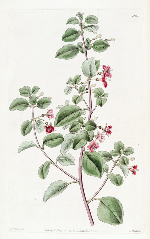 Sydenham Edwards - Thyme-leaved Fuchsia