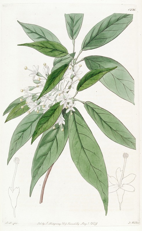 Sydenham Edwards - Thyrse-flowered Reevesia