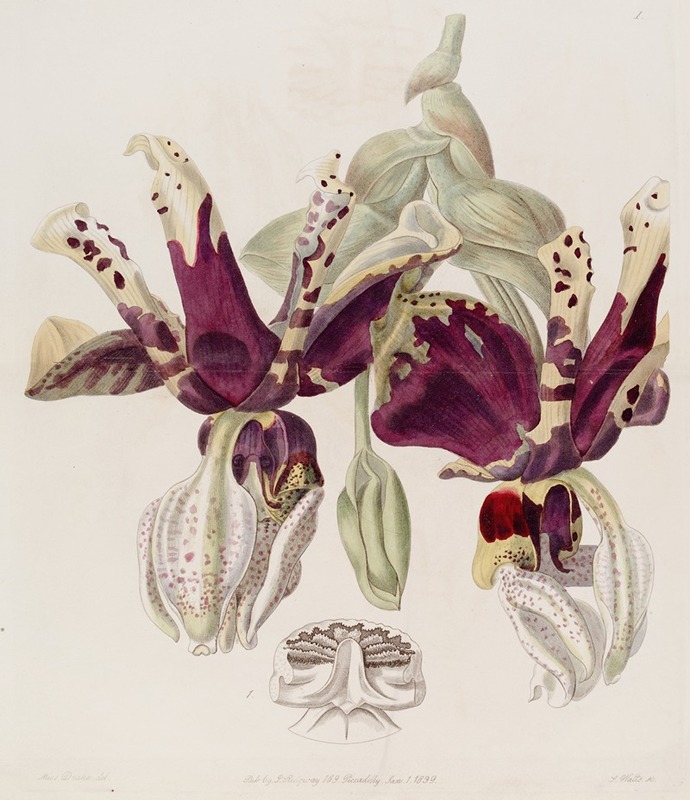 Sydenham Edwards - Tiger-flowered Stanhopea