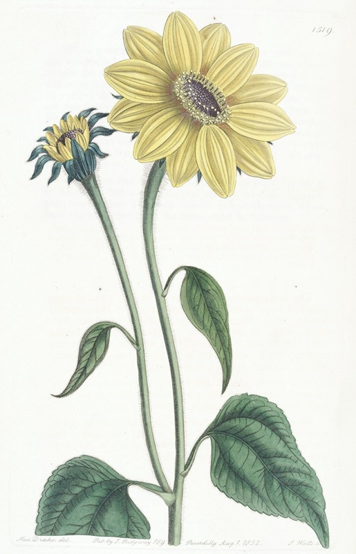 Sydenham Edwards - Trumpet-stalked Sun-flower