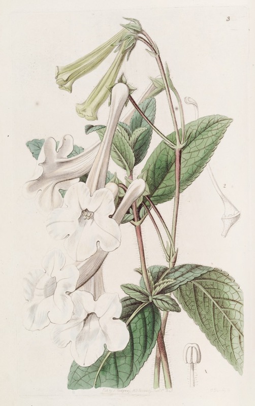 Sydenham Edwards - Tube-flowered Gloxinia