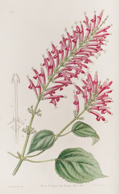 Sydenham Edwards - Tube-flowered Salvia