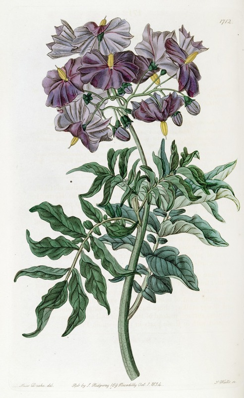 Sydenham Edwards - Tuberless Solanum