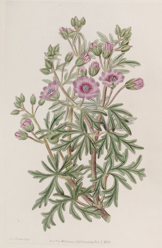 Sydenham Edwards - Tuberous Geranium, branched variety