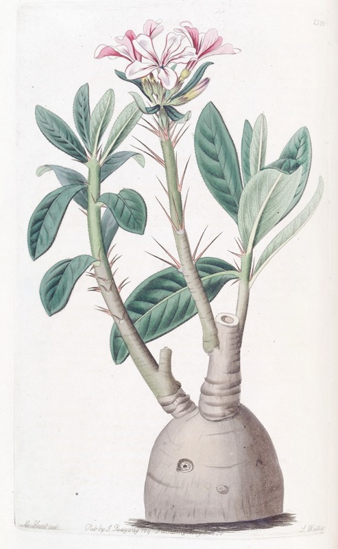 Sydenham Edwards - Tuberous Pachypodium