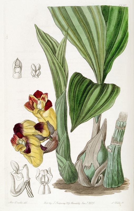 Sydenham Edwards - Two-coloured Barrel-Orchis