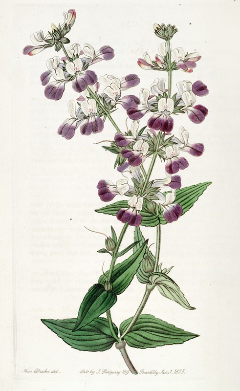 Sydenham Edwards - Two-coloured Collinsia
