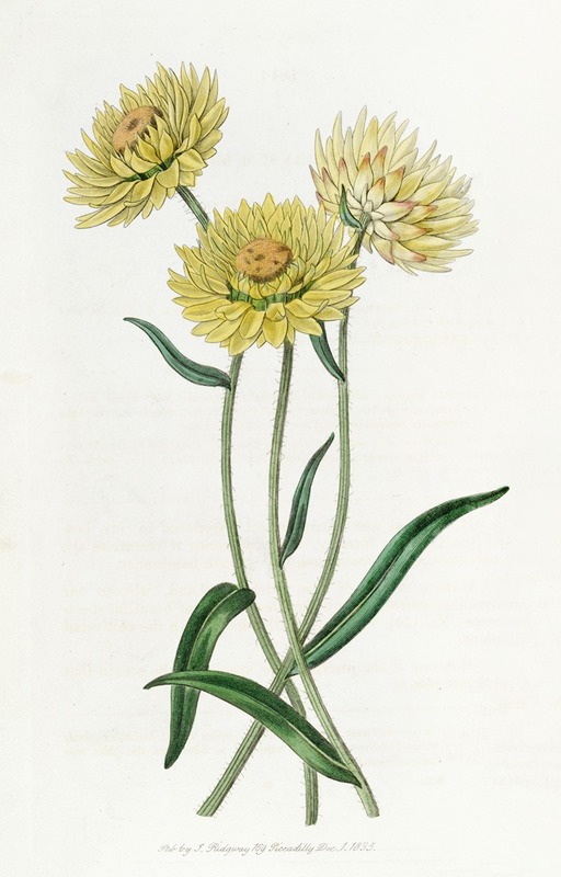 Sydenham Edwards - Two-coloured Elichrysum
