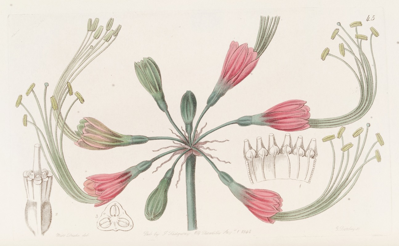 Sydenham Edwards - Two-coloured Fairy bloom