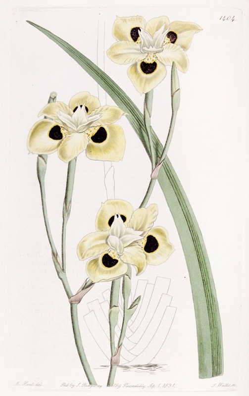 Sydenham Edwards - Two-coloured Iris