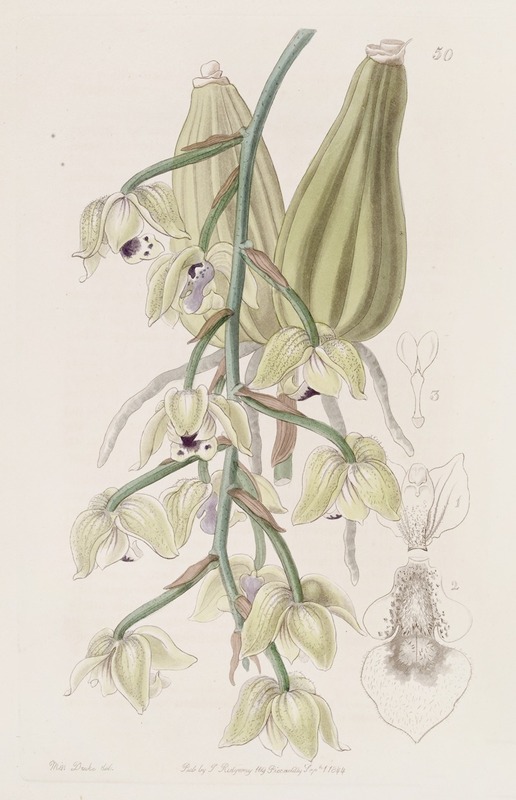 Sydenham Edwards - Two-coloured Lacaena