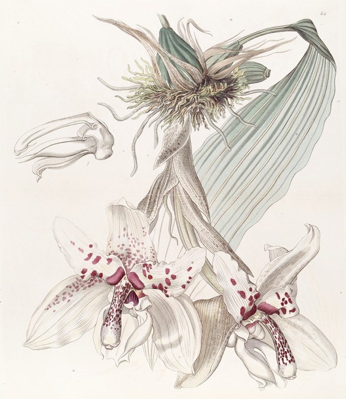 Two-coloured Von Martius' Stanhopea by Sydenham Edwards - Artvee