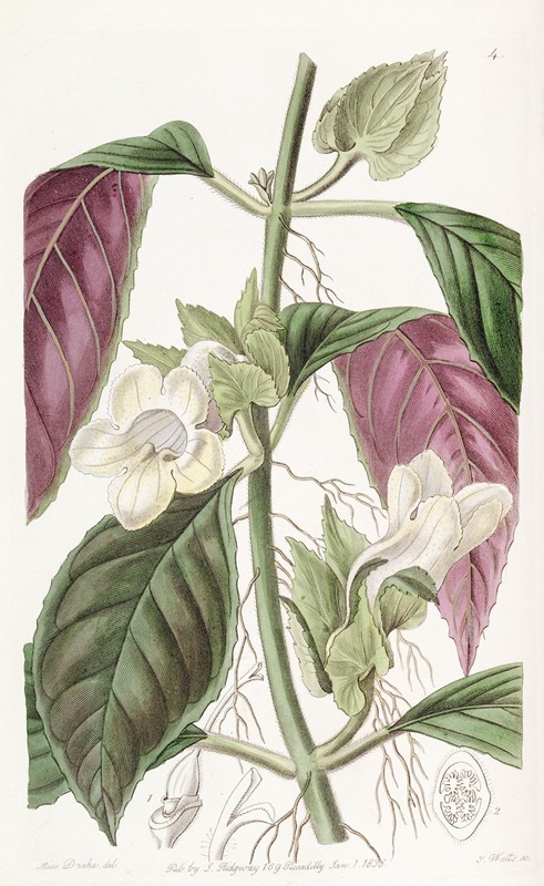 Sydenham Edwards - Two-coloured Woodwort