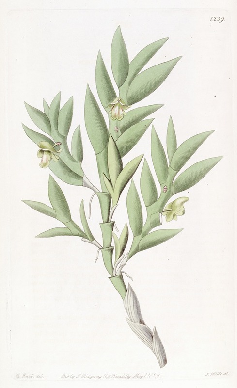 Sydenham Edwards - Two-edged Dendrobium
