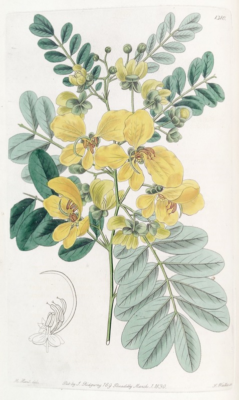 Sydenham Edwards - Two-flowered Cassia