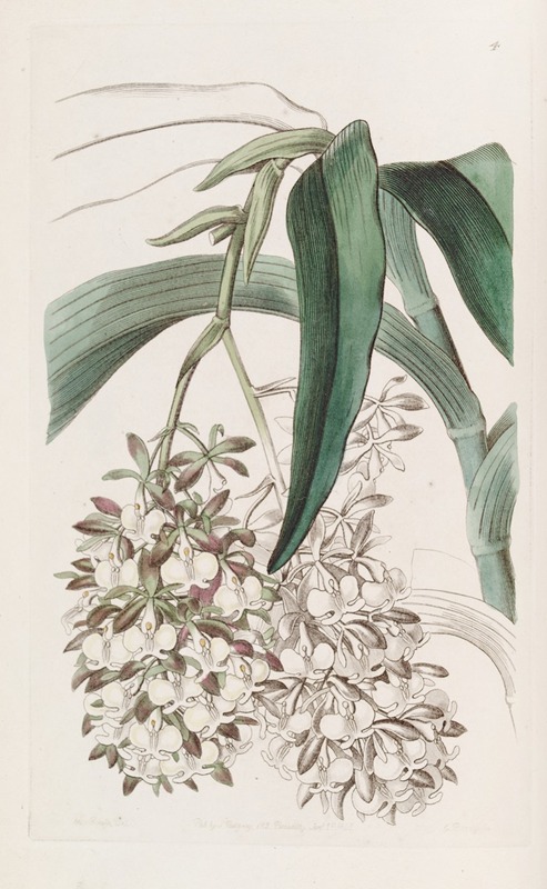 Sydenham Edwards - Two-footed Epidendrum
