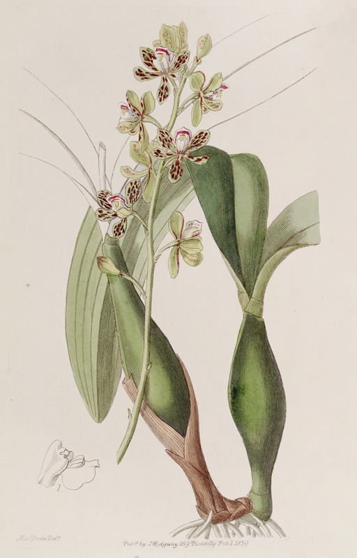 Sydenham Edwards - Variegated Epidendrum